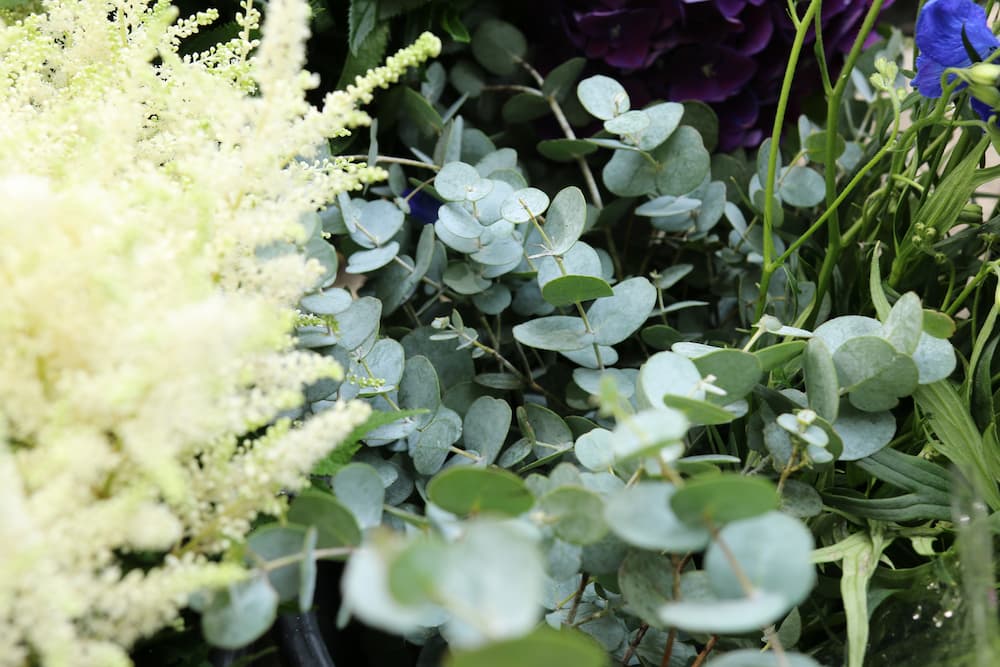 Astilbe blanche et eucalyptus