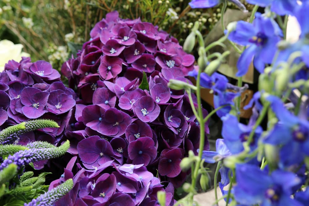 Hortensia pourpre