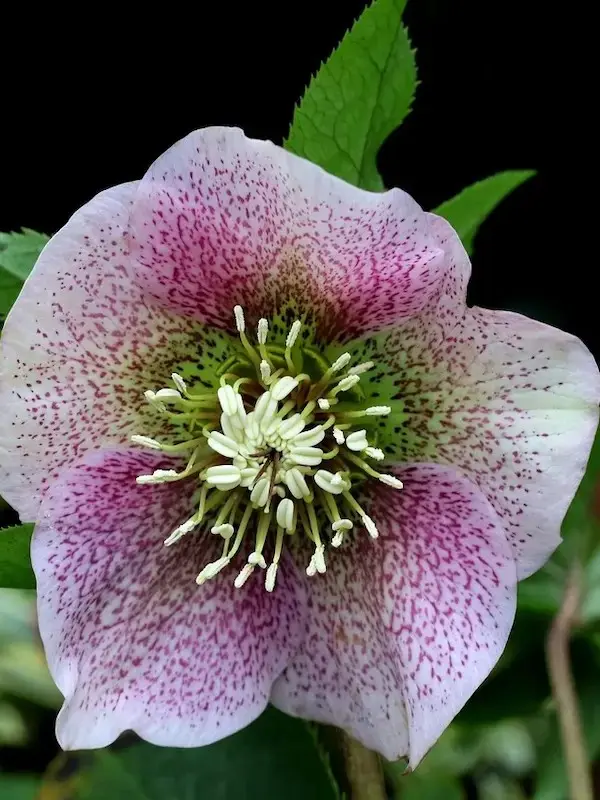 photo hellébore blanche et tachetée rose