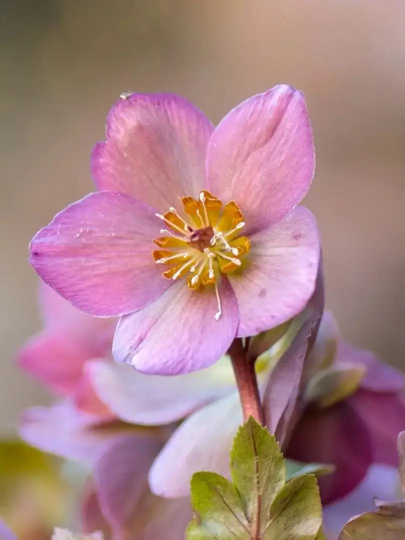 photo hellebore rose