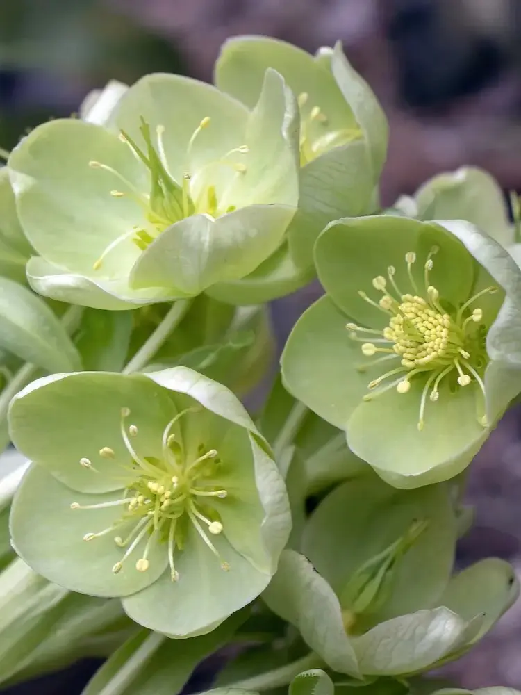 photo hellebore sauvage verte